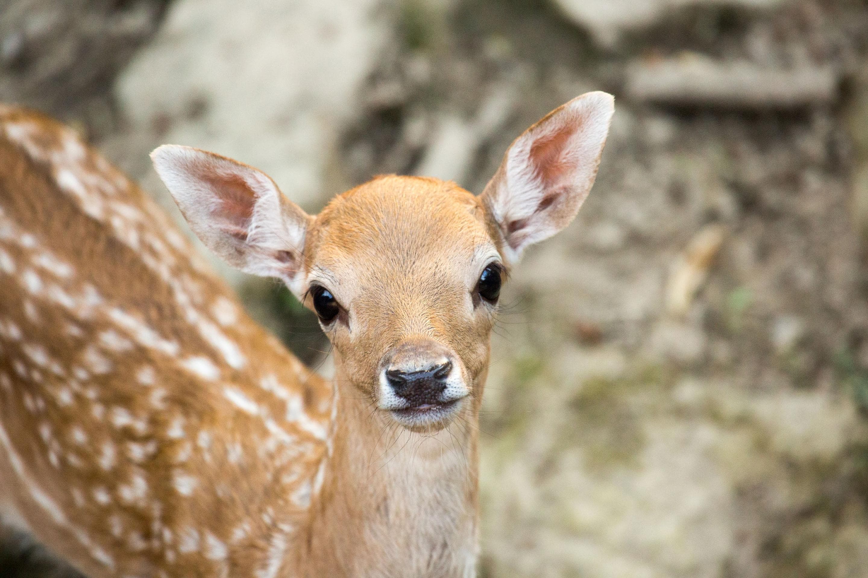 Pomlad prinaša novo življenje v ZOO Ljubljana
