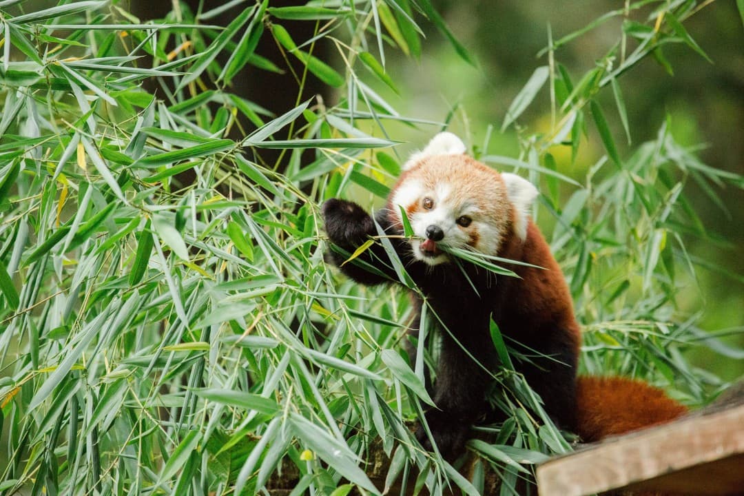 Mačji panda