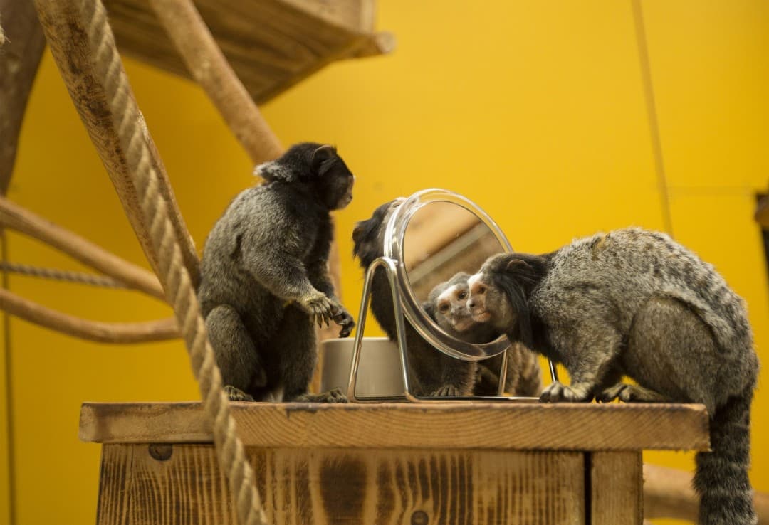 Igrala in priboljški za živali