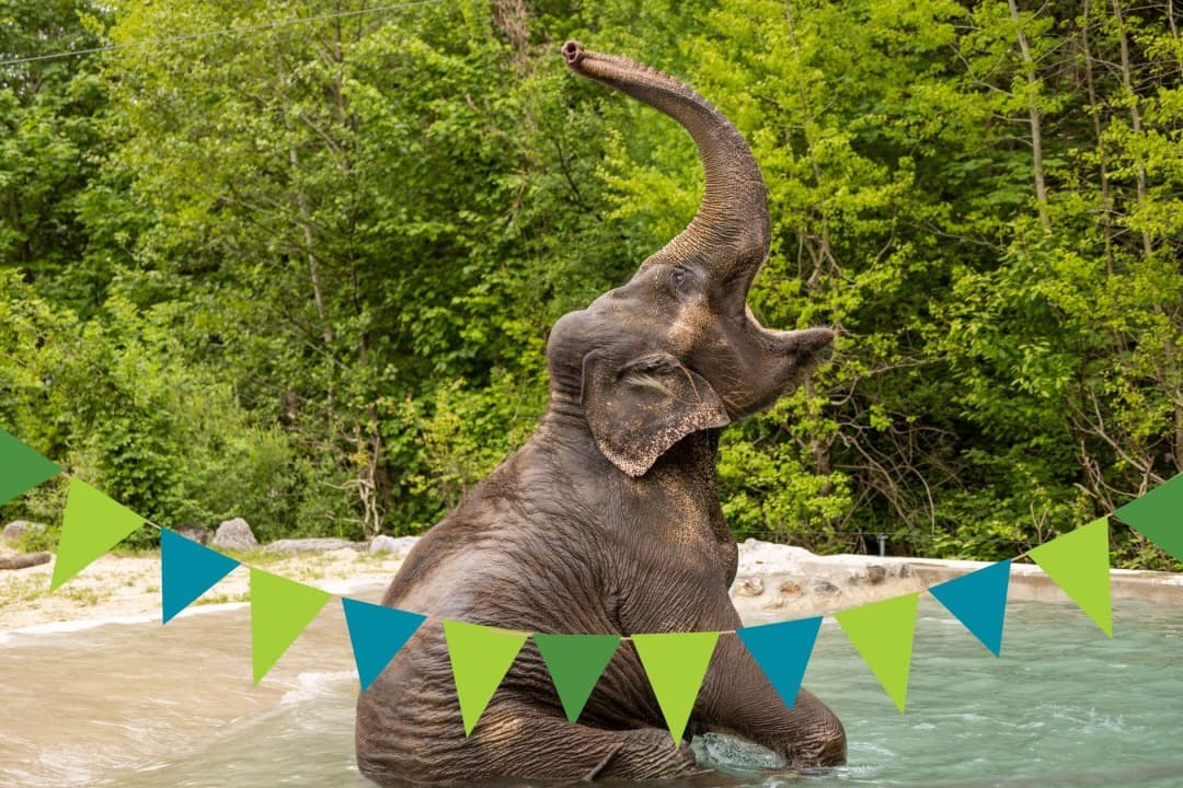 Birthday Celebration