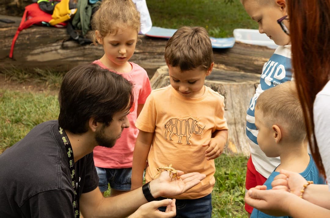 Insects Under the Microscope