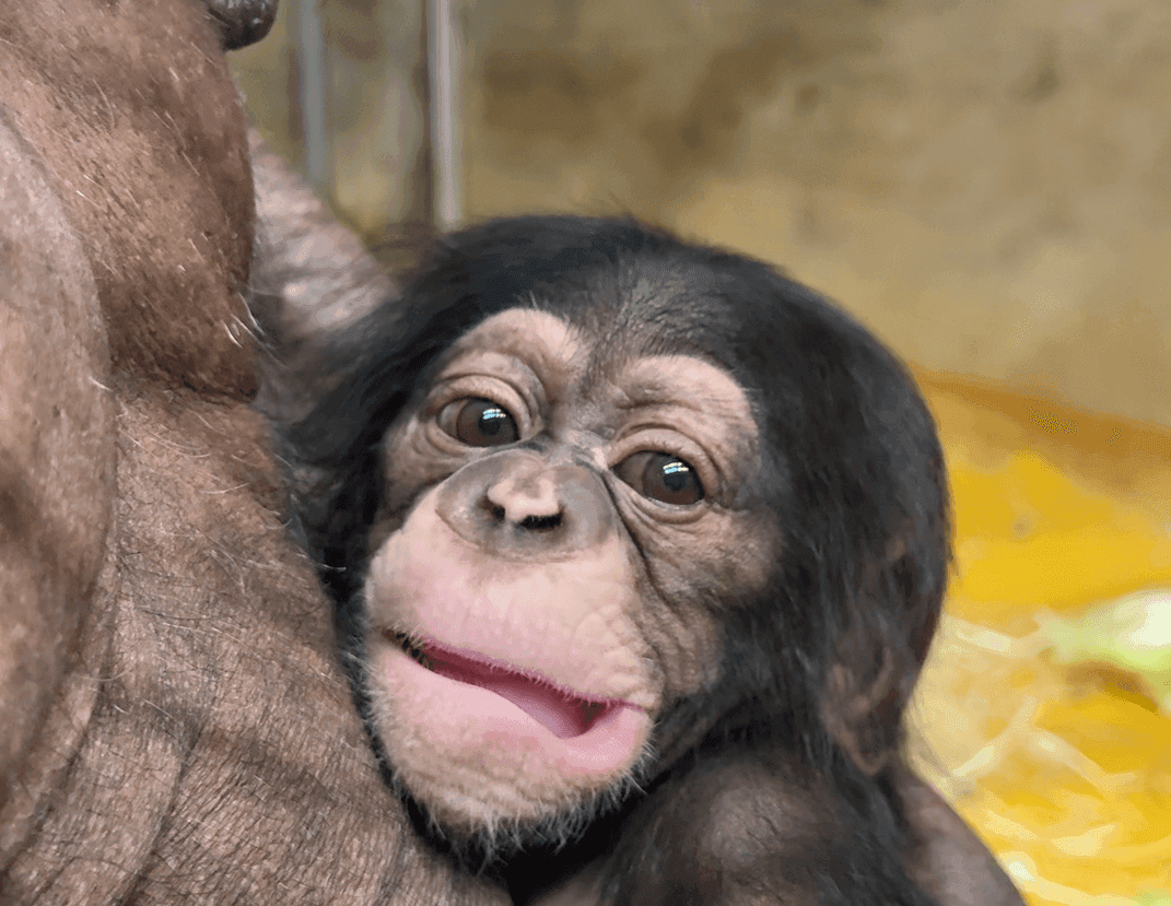 Visit the zoo and meet Togo the chimpanzee!