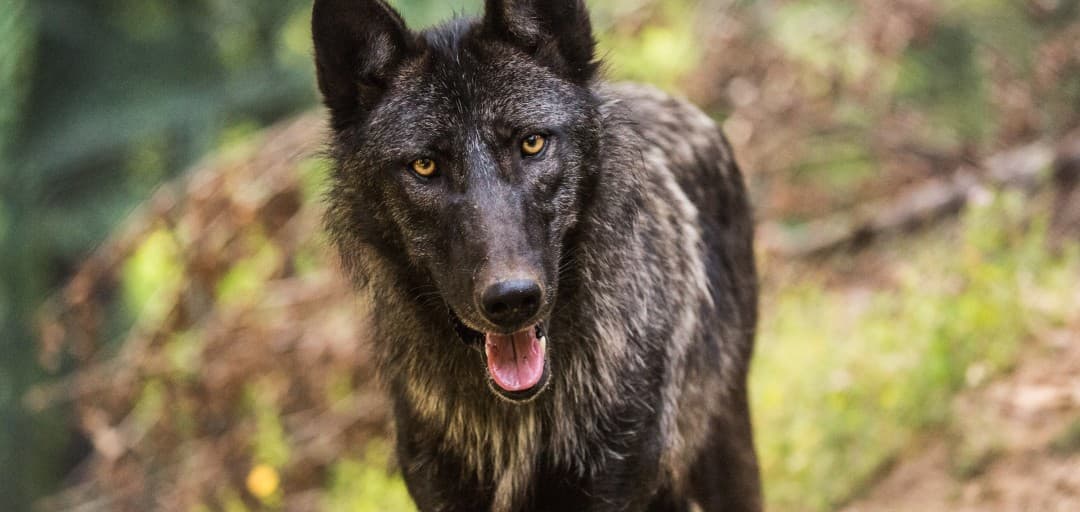 Kanadski volk se je v ZOO Ljubljana znašel zunaj ograde