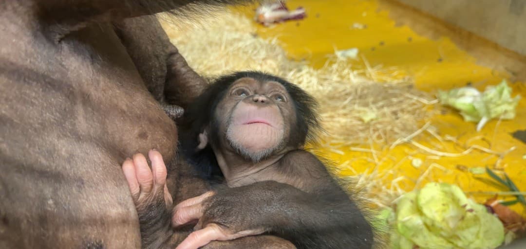 Sporočilo za javnost - v ZOO Ljubljana se veselimo novega člana šimpanzje družine
