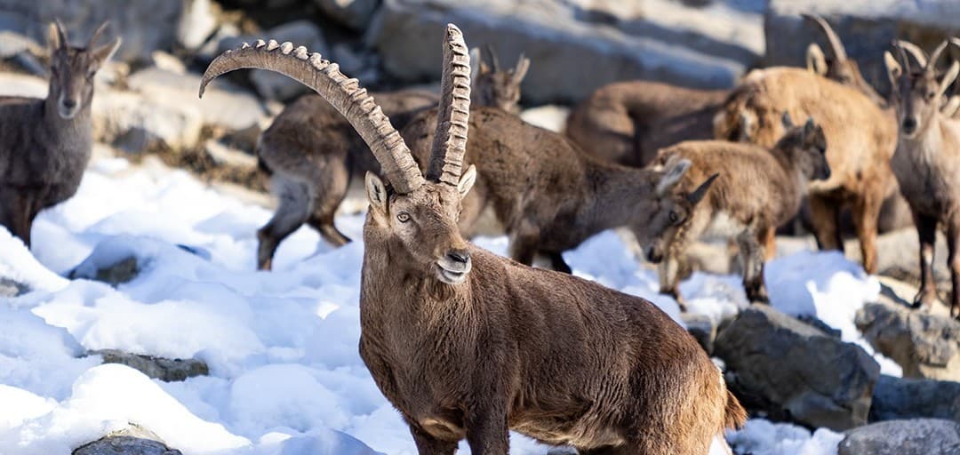 Press release — Winter at ZOO Ljubljana