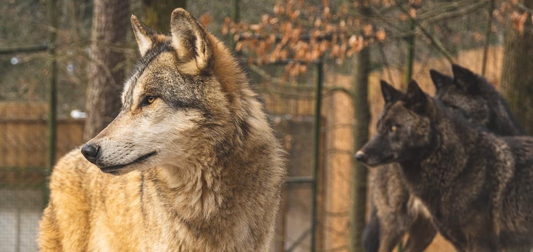 Nova ograda za kanadske volkove v ZOO Ljubljana