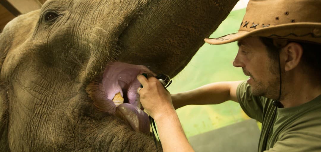 Five Job Vacancies for Animal Keepers