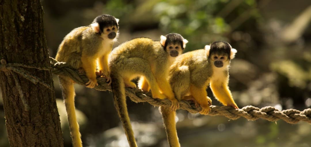 New and Mischievous Residents at ZOO Ljubljana