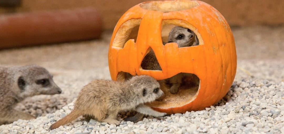 Z bučo po vstopnico