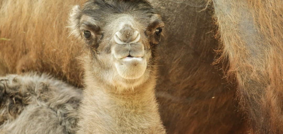 Bactrian Camel Wadi