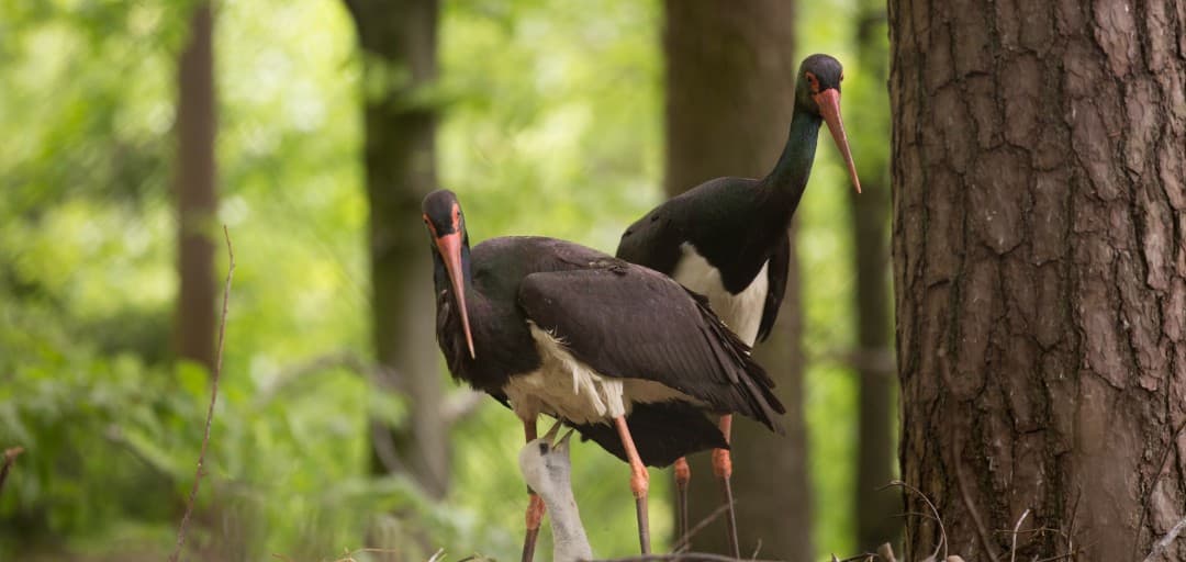 Black Stork Chicks