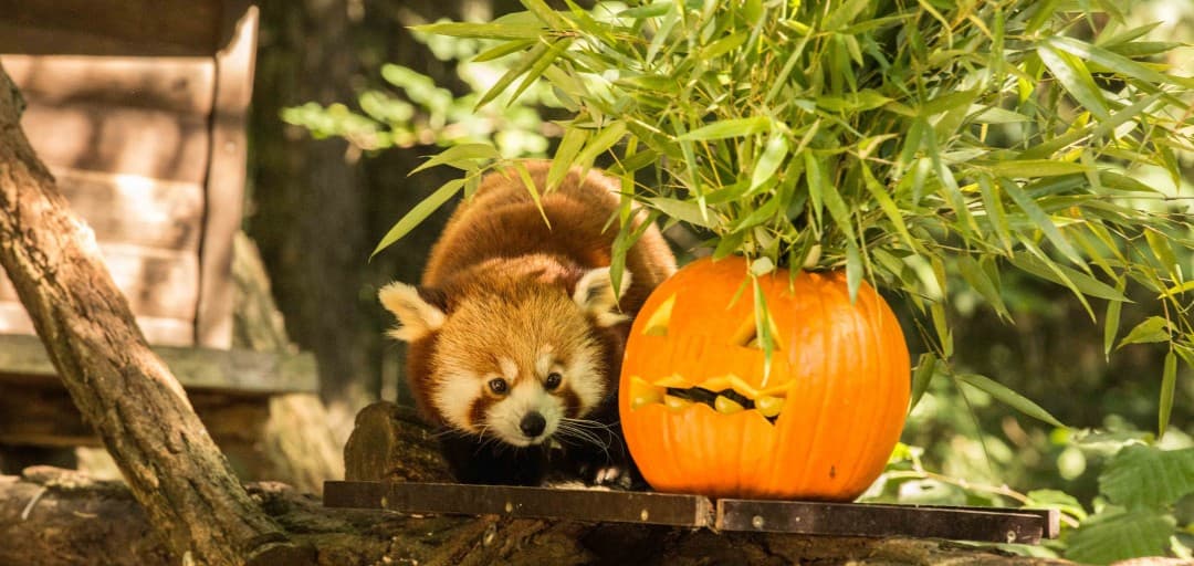 Pumpkin Challenge for the Animals