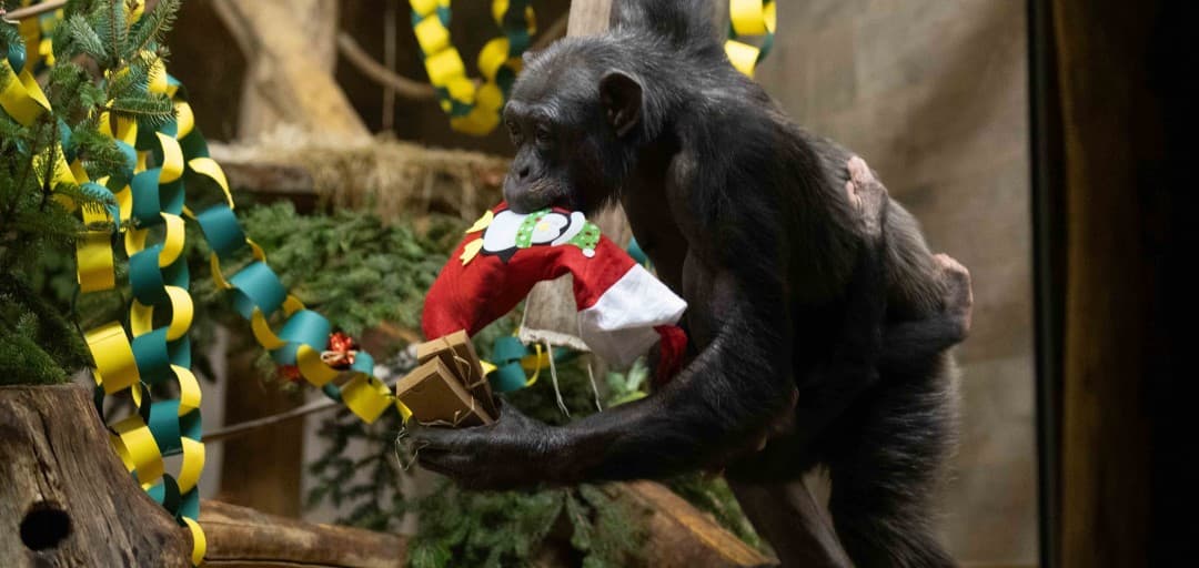 Božična darila za živali