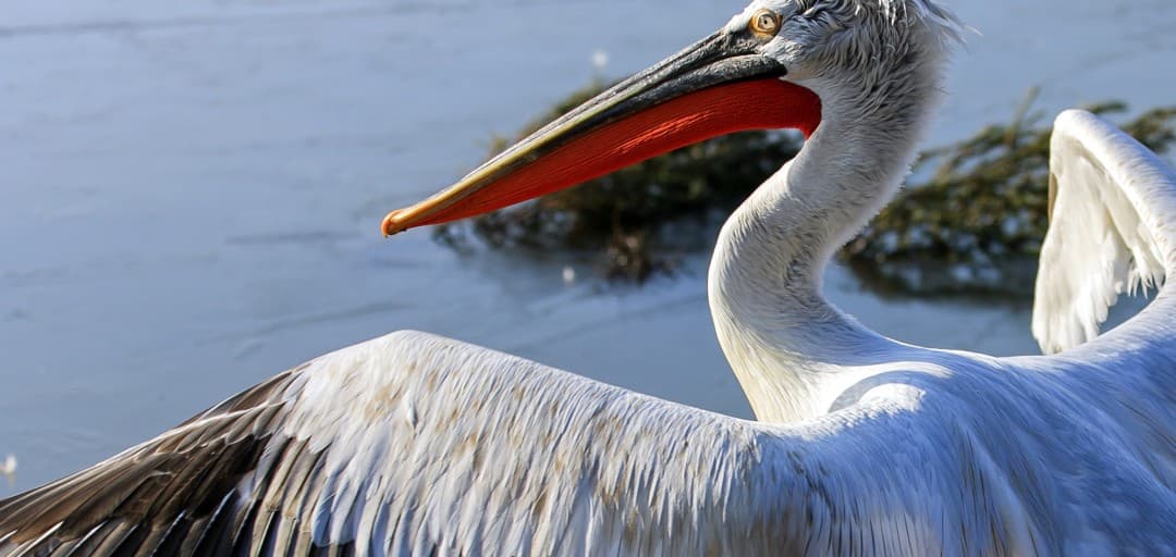 Let’s Help the Pelicans