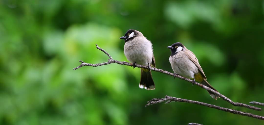 Adventures on Gregor’s Day