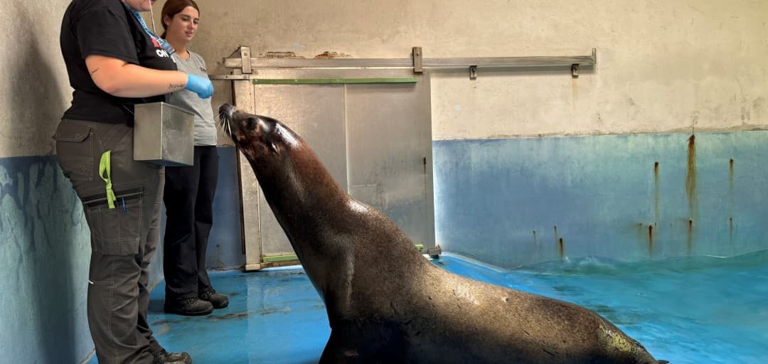 ZOOklepet ali ZOOkle5