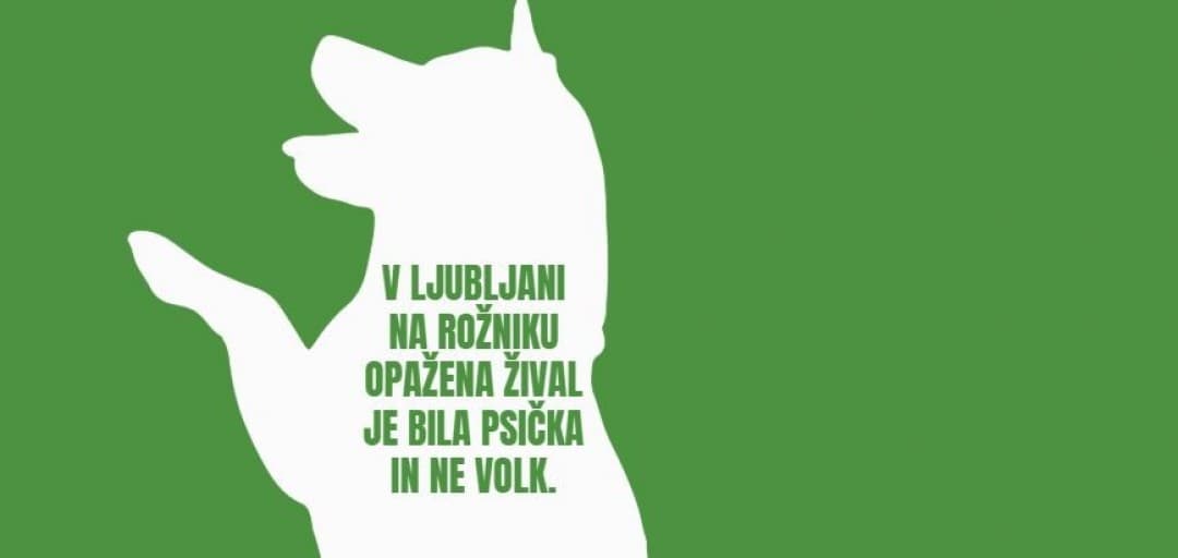 Na Rožniku opažena žival je bila psička in ne volk