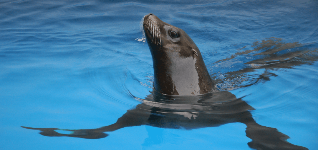 Levja zabava NLB Vite