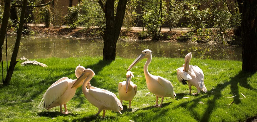 Pink Beauties Return to the ZOO Pond