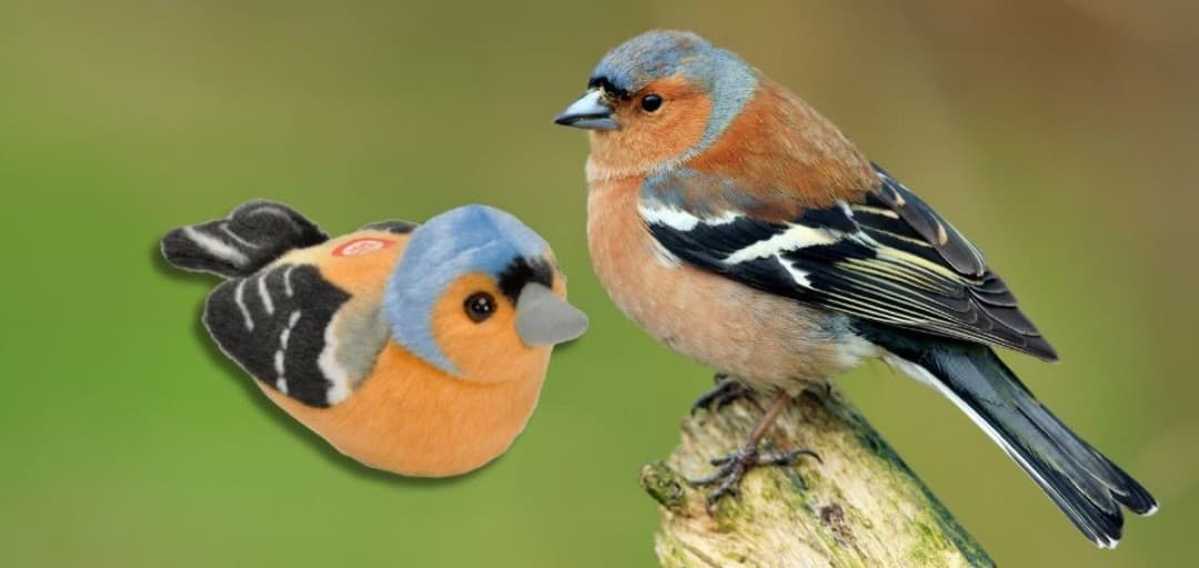 Songbirds at Reduced Prices