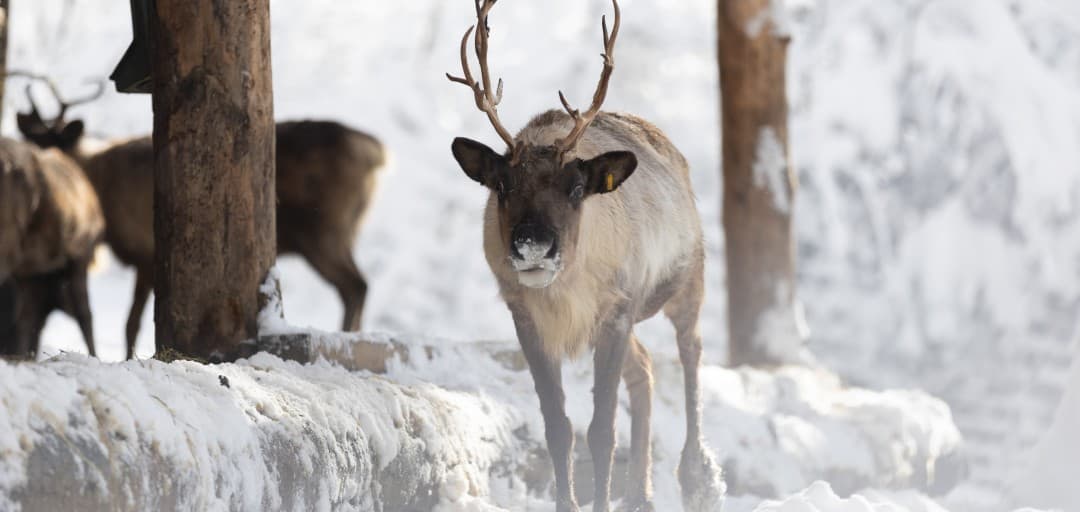 ŽIVALI V ZOO LJUBLJANA POZIMI