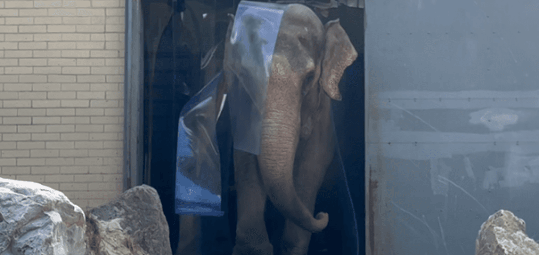 Živalski vrt pozimi