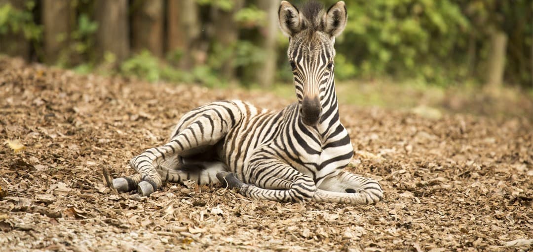 Odvitaj v ZOO z NLB Vito