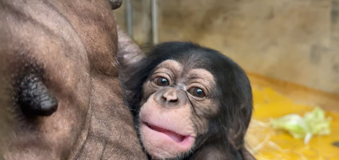 Dobrodošel, šimpanz Togo