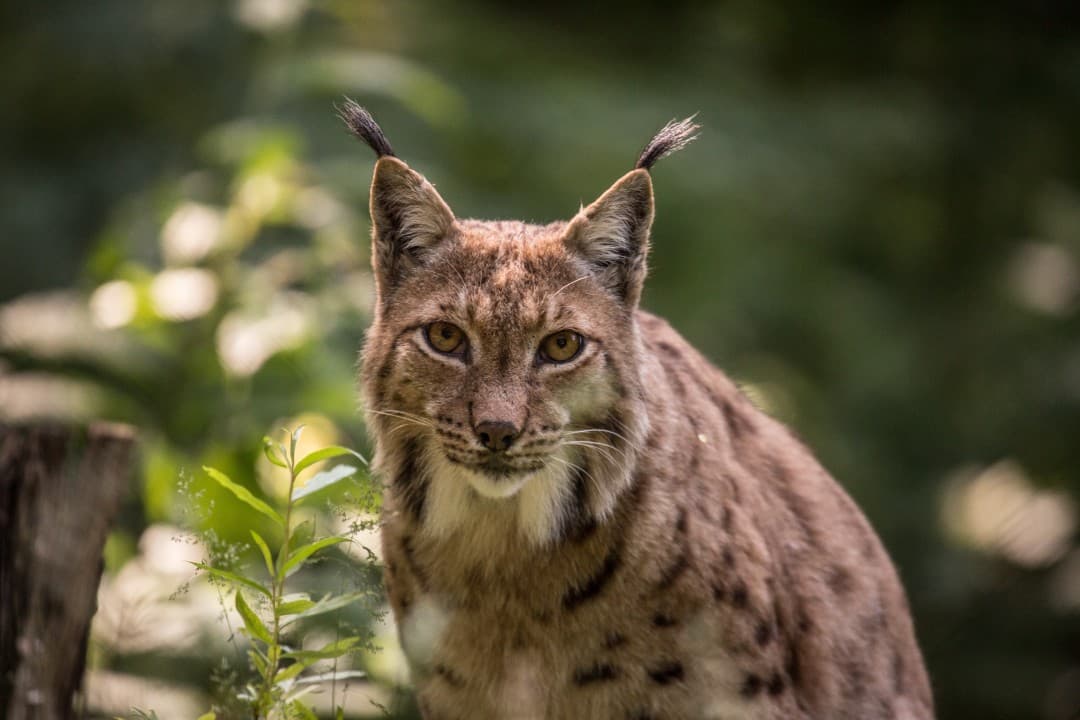 Educational boards about lynxes