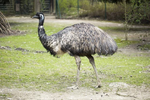 Emu